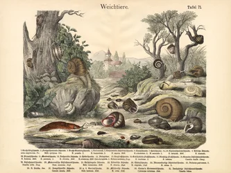 Weichtiere, um 1860